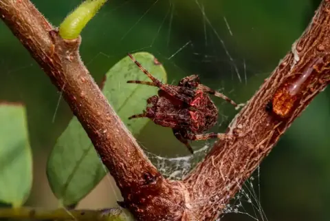 Spotted Orb Weaver Spider