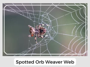 Spotted Orb Weaver Web