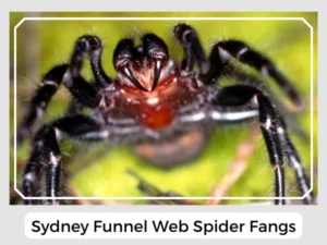 Sydney Funnel Web Spider Fangs