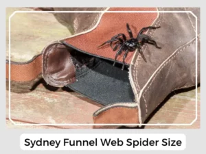 Sydney Funnel Web Spider Size