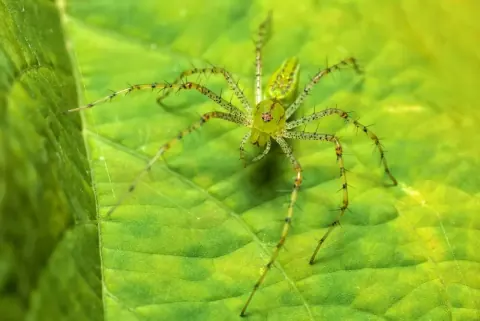 The Green Lynx Spider