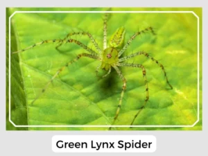 The Green Lynx Spider