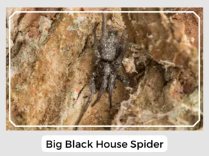 Big Black House Spider