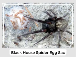 Black House Spider Egg Sac