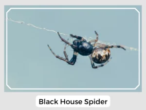 Black House Spider Picture