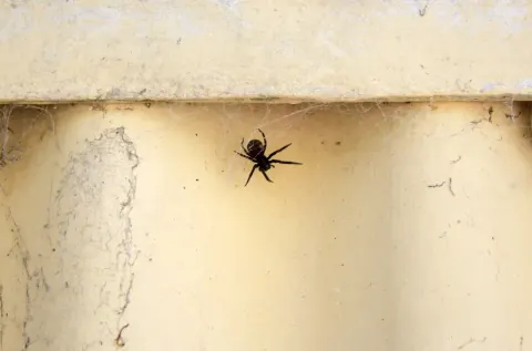 Black House Spider Size