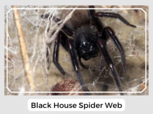 Black House Spider Web