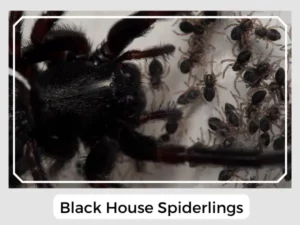 Black House Spiderlings