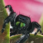 Bold Jumping Spider Picture