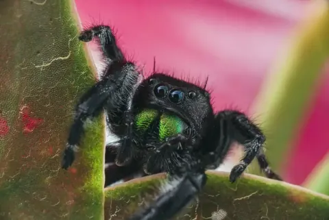 Bold Jumping Spider Picture