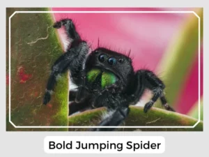 Bold Jumping Spider Picture