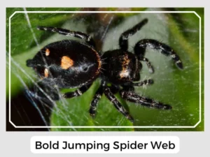 Bold Jumping Spider Web