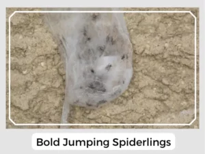 Bold Jumping Spiderlings