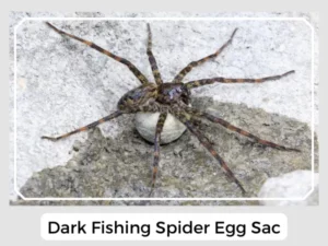 Dark Fishing Spider Egg Sac