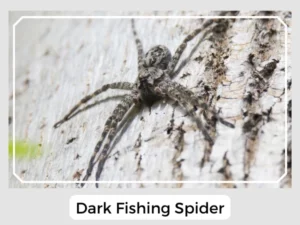 Dark Fishing Spider Image