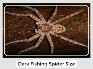 Dark Fishing Spider Size