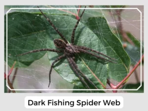 Dark Fishing Spider Web