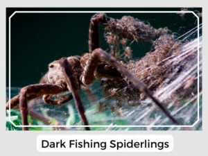 Dark Fishing Spiderlings