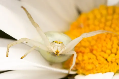 Female Goldenrod Crab Spider