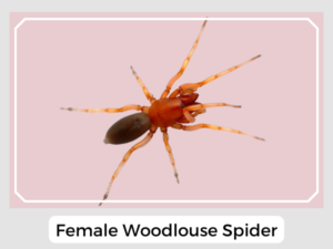 Female Woodlouse Spider
