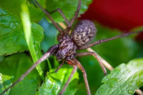 Giant House Spider Image
