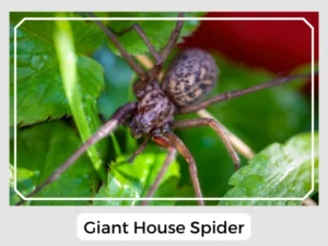 Giant House Spider Image