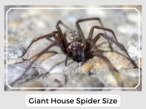 Giant House Spider Size
