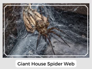 Giant House Spider Web
