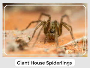 Giant House Spiderlings