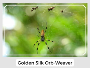 Golden Silk Orb-Weaver