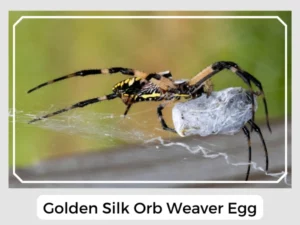 Golden Silk Orb Weaver Egg