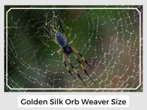Golden Silk Orb Weaver Size