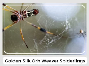 Golden Silk Orb Weaver Spiderlings