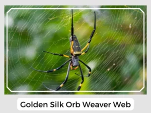 Golden Silk Orb Weaver Web