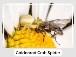 Goldenrod Crab Spider Bite