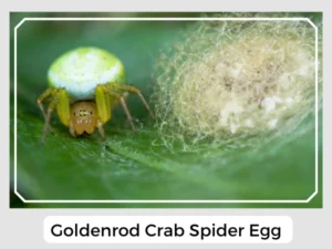 Goldenrod Crab Spider Egg