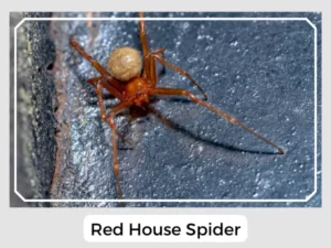 Image of Red House Spider