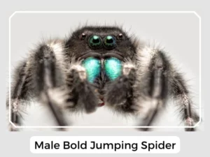 Male Bold Jumping Spider
