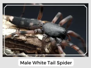 Male White Tail Spider