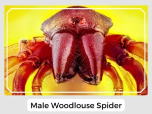 Male Woodlouse Spider