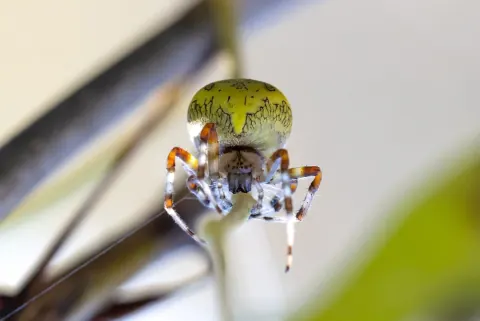 Marble Orb-Weaver