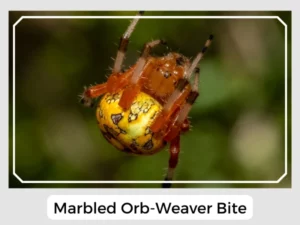 Marbled Orb-Weaver Bite
