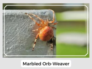 Marbled Orb-Weaver Image