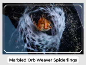 Marbled Orb Weaver Spiderlings