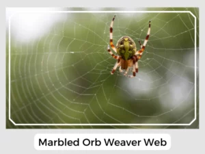 Marbled Orb Weaver Web