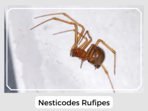 Nesticodes Rufipes