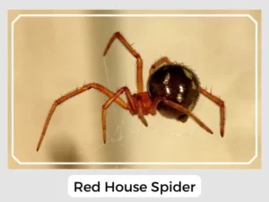 Picture of Red House Spider