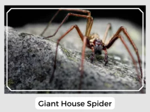 Picture of a Giant House Spider