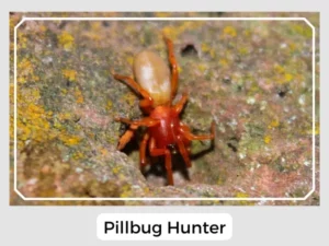 Pillbug Hunter