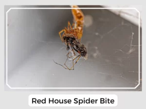 Red House Spider Bite